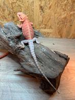 Male red/orange, Dieren en Toebehoren, Hagedis, 0 tot 2 jaar