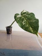 Monstera deliciosa albo variegata, Huis en Inrichting, Kamerplanten, Ophalen of Verzenden