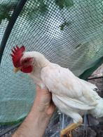 Leghorn hanen, Dieren en Toebehoren