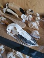 Gezocht: overleden dieren, Dieren en Toebehoren, Vogels | Overige Vogels