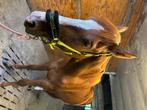 Te koop: prachtige Franse draver, Dieren en Toebehoren, Paarden, Gechipt, Ruin, Zadelmak, 3 tot 6 jaar