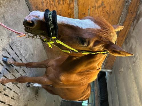 Te koop: prachtige Franse draver, Dieren en Toebehoren, Paarden, Ruin, Zadelmak, 165 tot 170 cm, 3 tot 6 jaar, Recreatiepaard