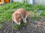 Dwerg konijn, Dieren en Toebehoren, Mannelijk, Dwerg, Hangoor