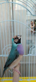 Blauwe gouldamadine pop van 2025