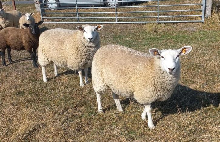 4 swifter ooien van 2025, Dieren en Toebehoren, Schapen, Geiten en Varkens, Schaap, Vrouwelijk, 0 tot 2 jaar
