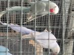 Vogels, Dieren en Toebehoren, Meerdere dieren, Parkiet, Geringd