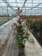 Photinia fraseri Red robin haagplanten in potgekweekt, Ophalen of Verzenden, Struik