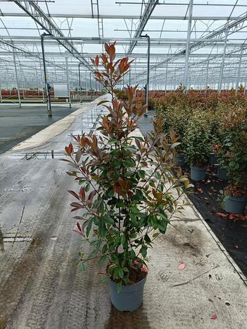 Photinia fraseri Red robin haagplanten in potgekweekt beschikbaar voor biedingen