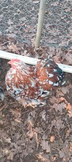 2 cochin kriel haantjes van 1jaar, Dieren en Toebehoren, Mannelijk, Kip