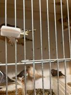 KWEEKRIJPE ZEBRAVINKJES EN DIAMANTDUIFJES 15 EURO/KOPPEL, Dieren en Toebehoren, Meerdere dieren, Tropenvogel