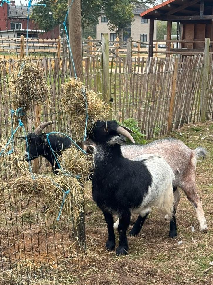 Dierenopvang: kippen, eenden en dergelijke, Dieren en Toebehoren, Pluimvee