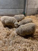4 schapen, Meerdere dieren, Schaap