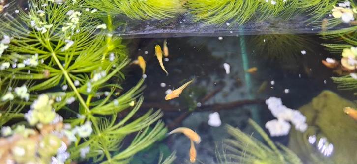 Oranje Japanse rijstvis - Medaka yama king, Dieren en Toebehoren, Vissen | Aquariumvissen, Zoetwatervis, Vis
