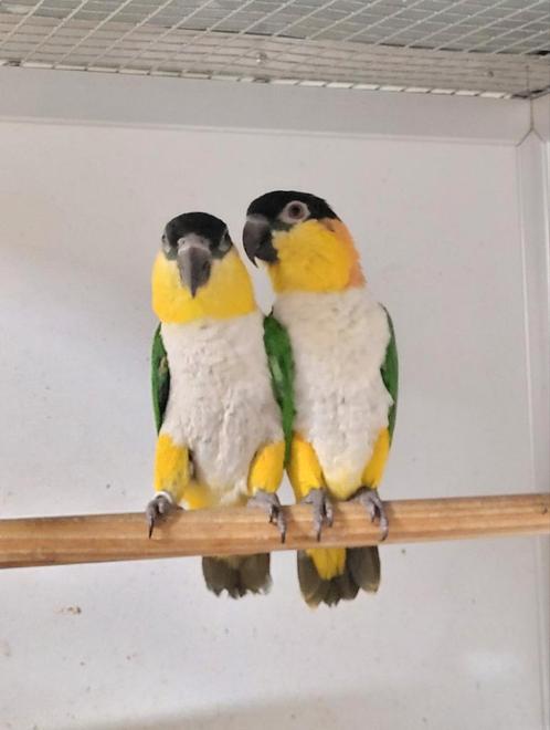 Prachtig koppel pallida caïques, Dieren en Toebehoren, Vogels | Overige Vogels, Geringd
