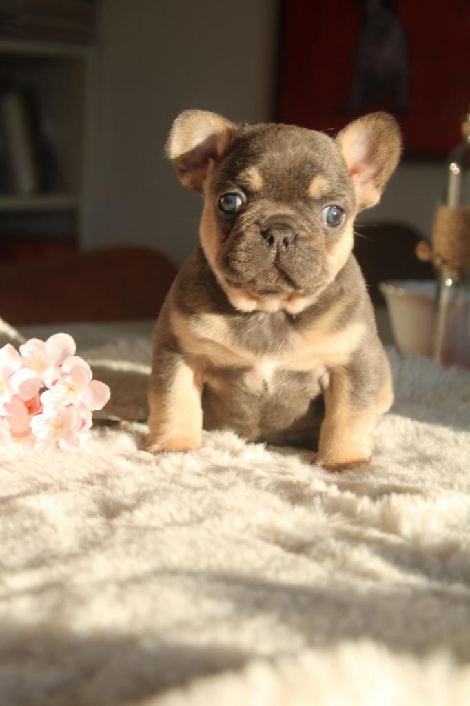 Chiots bouledogue français Lionheart Bloodline, Animaux & Accessoires, Chiens | Bouledogues, Pinschers & Molossoïdes, Plusieurs animaux