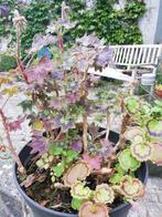 Deux géraniums, Tuin en Terras, Planten | Tuinplanten, Ophalen