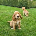 bocker pups beagle x engelse cocker, België, CDV (hondenziekte), 8 tot 15 weken, Teef