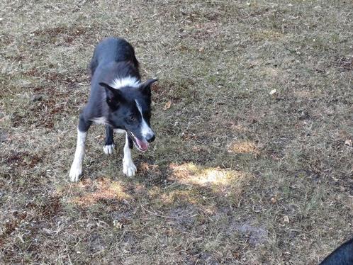 Border collie reu van 1 jaar oud., Dieren en Toebehoren, Honden | Herdershonden en Veedrijvers, Reu, Collie, Particulier, Eén hond