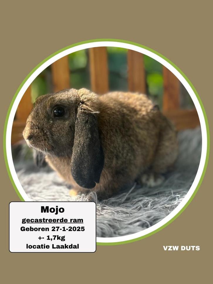 Gecastreerde ram ter adoptie vzw duts, Dieren en Toebehoren, Konijnen