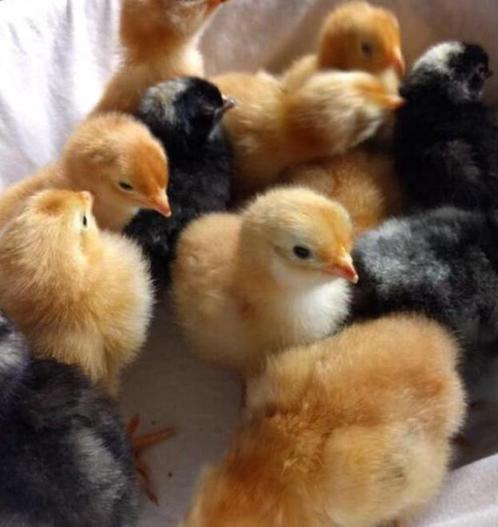 Kuikens pas uit het ei, Dieren en Toebehoren, Pluimvee, Kip