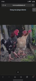 Œufs à éclore dong tao