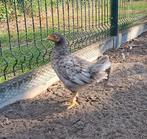 Legkippen, Dieren en Toebehoren, Kip