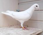 Witte doffer postduif, Animaux & Accessoires, Oiseaux | Pigeons, Pigeon voyageur, Mâle
