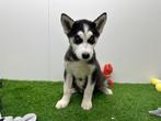 Siberische Husky pups, België, CDV (hondenziekte), 8 tot 15 weken, Poolhond