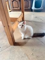 Ragdoll katertje, Dieren en Toebehoren, Kater, Gechipt, 0 tot 2 jaar