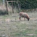 soay schaap bok, ingeënt en ontwormd:, Mannelijk, Schaap, 0 tot 2 jaar