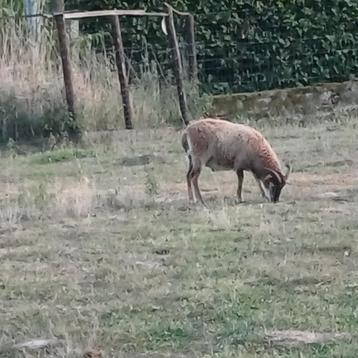 soay schaap bok, ingeënt en ontwormd: beschikbaar voor biedingen