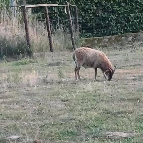 soay schaap bok, ingeënt en ontwormd:, Dieren en Toebehoren, Schapen, Geiten en Varkens, Schaap, Mannelijk, 0 tot 2 jaar