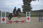 Leuke brave allround merrie, Dieren en Toebehoren, Paarden, Merrie, B, 160 tot 165 cm, 11 jaar of ouder