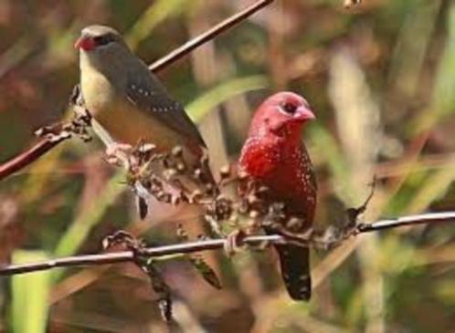 TIJGERVINKEN NAKWEEK, Dieren en Toebehoren, Vogels | Overige Vogels, Tropenvogel, Meerdere dieren, Tam, Geringd
