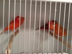 Roodfactorige kanaries, Dieren en Toebehoren, Vogels | Kanaries