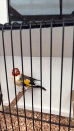 Chardonnerets, Animaux & Accessoires, Mâle