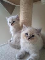 Ragdoll kittens, Dieren en Toebehoren, Katten en Kittens | Raskatten | Langhaar, Meerdere dieren, Gechipt, 0 tot 2 jaar