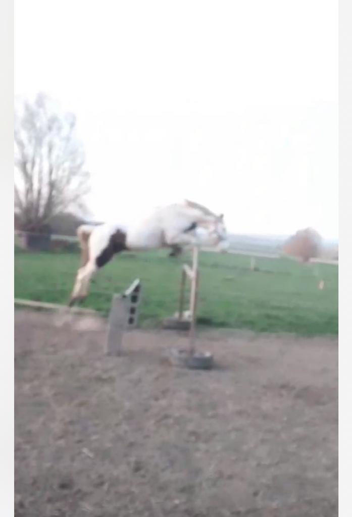 Nakomeling Darling O Lena Lynx, Dieren en Toebehoren, Paarden en Pony's | Verzorgingsproducten, Zo goed als nieuw, Ophalen