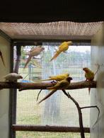 princess of wales, Meerdere dieren, Parkiet, Geringd