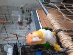 Caique koppel, Dieren en Toebehoren, Vogels | Parkieten en Papegaaien, Meerdere dieren, Papegaai, Tam