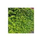 Super PROMO Beuk +125cm vanaf €1.50, Enlèvement