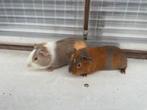 Jonge cavia’s, Dieren en Toebehoren, Cavia, Tam