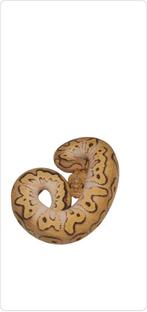 Ball python ghi pastel yellowbelly clown, Dieren en Toebehoren