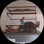 male Rossignol, Dieren en Toebehoren, Vogels | Kanaries, Mannelijk