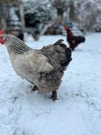 Tamme hennetjes, Dieren en Toebehoren, Vrouwelijk, Kip
