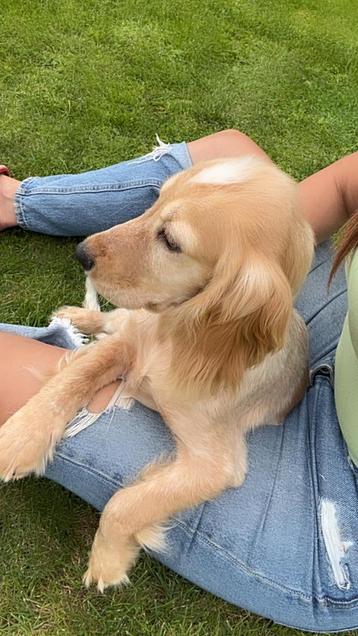 Chiots Cocker Spaniel