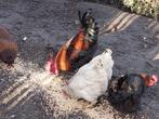 Haan en kipppen, Marans en araucana, Poule ou poulet