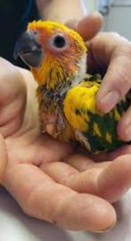 LIEGE conure soleil EAM, Dieren en Toebehoren, Geslacht onbekend, Papegaai, Tam
