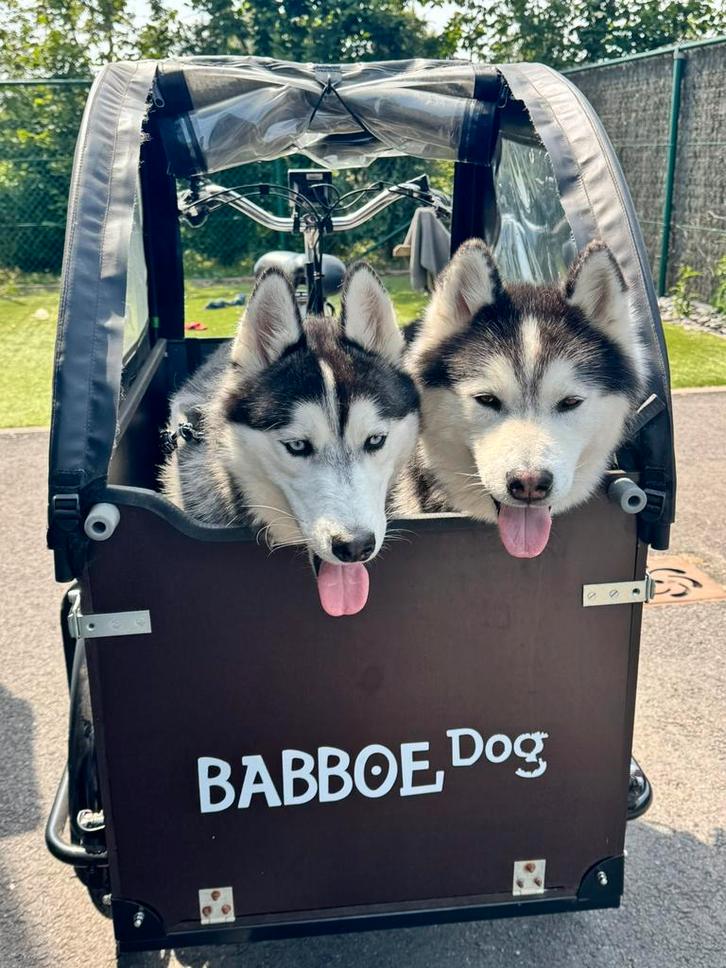 Babboe Dog-E  bike, Fietsen en Brommers, Fietsen | Bakfietsen, Gebruikt, Overige merken, 2 kinderen, Elektrisch, Ophalen