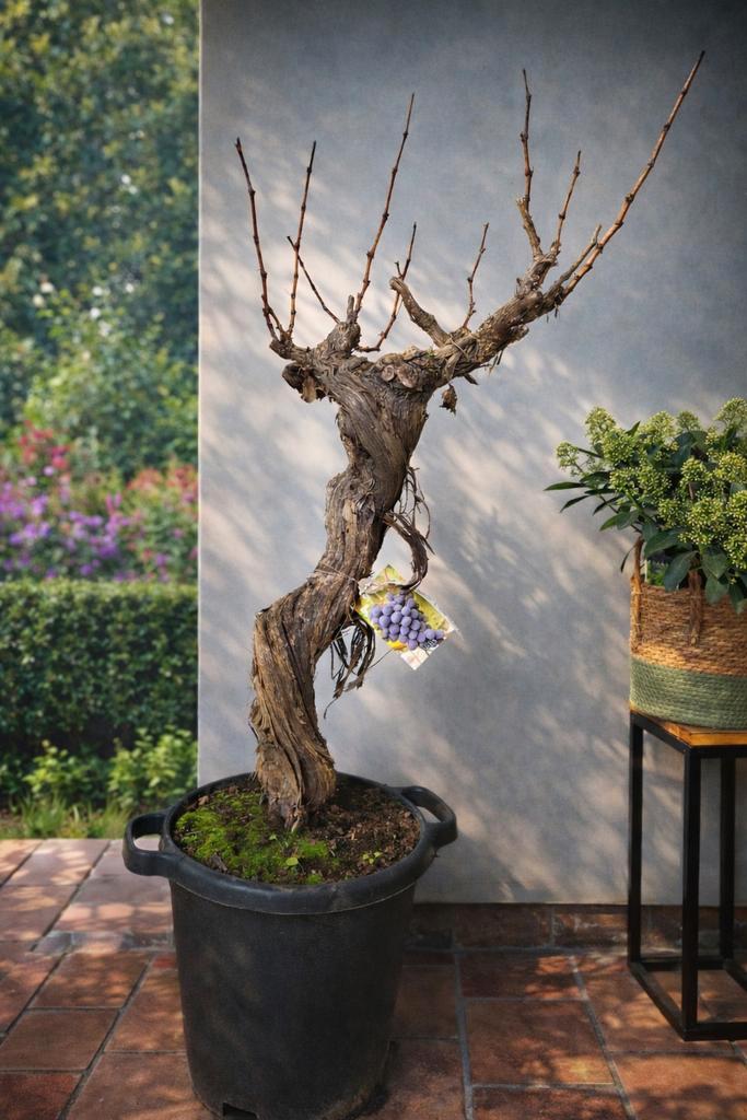 Druivelaar Bonsai - Vitis Vinifera, Tuin en Terras, Planten | Fruitbomen, Ophalen